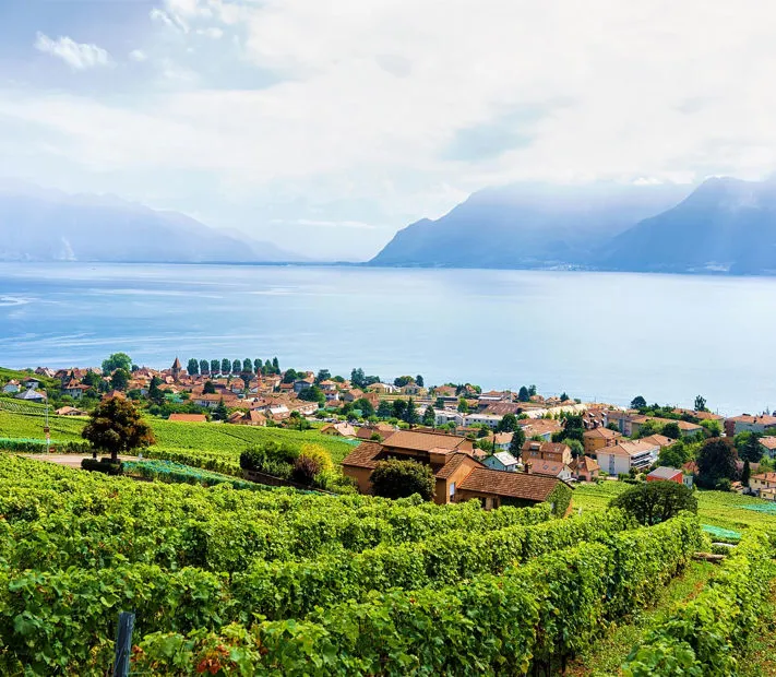 Vigneti della Valpolicella, vicino al Lago di Garda